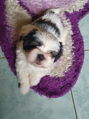 shihtzu rasă pură  - imagine 2