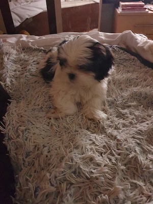 shihtzu rasă pură  - imagine 3