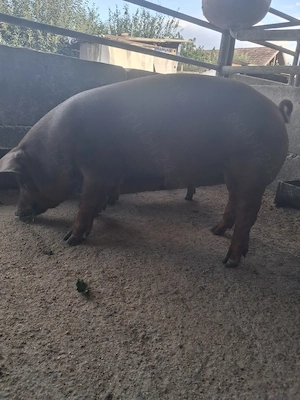 de vanzare mascul 40..45 kg rasă duroc - imagine 4
