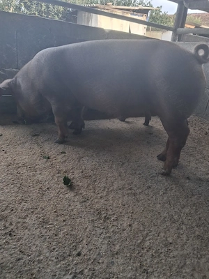 de vanzare mascul 40..45 kg rasă duroc - imagine 5