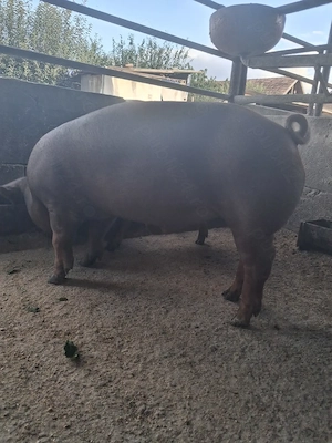 de vanzare mascul 40..45 kg rasă duroc - imagine 3