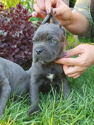 Vand pui cane corso