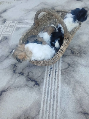 O mica gasca de Shit-zu adorabili sunt gata sa va cucereasca inimile,4 masculi si 1 femela! - imagine 2