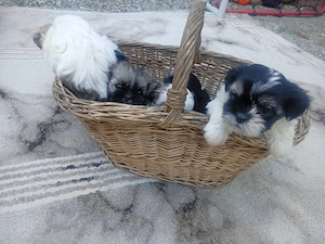 O mica gasca de Shit-zu adorabili sunt gata sa va cucereasca inimile,4 masculi si 1 femela! - imagine 3