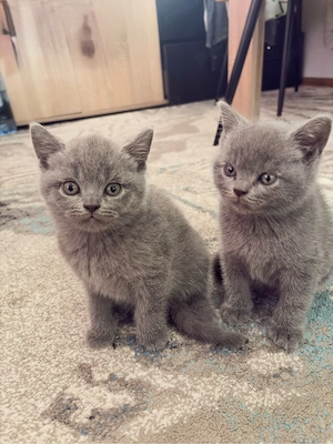    Pisicuți British Shorthair   2 luni  - imagine 3