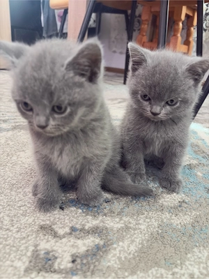    Pisicuți British Shorthair   2 luni  - imagine 4