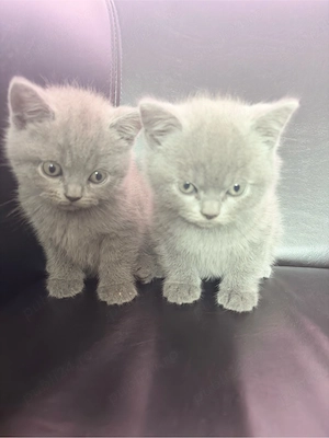    Pisicuți British Shorthair   2 luni 