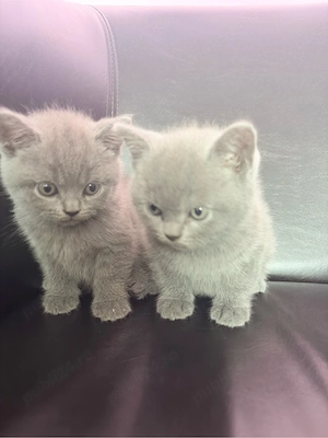    Pisicuți British Shorthair   2 luni  - imagine 2