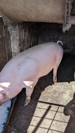 De vînzare porc crescut în gospodărie cu o greutate cuprinsă între 150 160 kg  preț 16 kg in viu - imagine 3