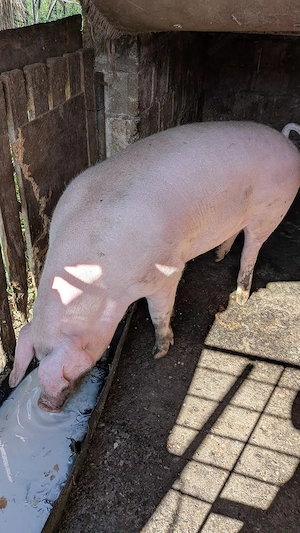 De vînzare porc crescut în gospodărie cu o greutate cuprinsă între 150 160 kg  preț 16 kg in viu - imagine 2
