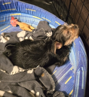 Pui Yorkshire Terrier talie mica 6 saptamani - imagine 4
