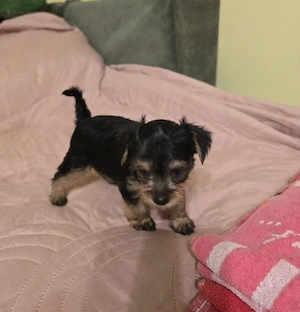 Pui Yorkshire Terrier talie mica 6 saptamani - imagine 2