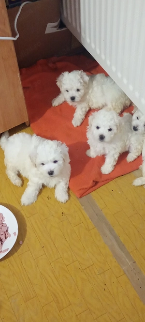 Bichoni maltez 