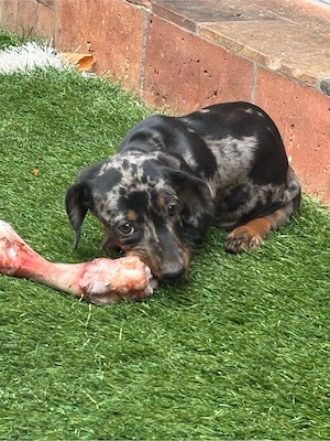 Teckel dachshund  - imagine 2