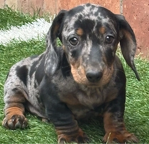 Teckel dachshund  - imagine 3