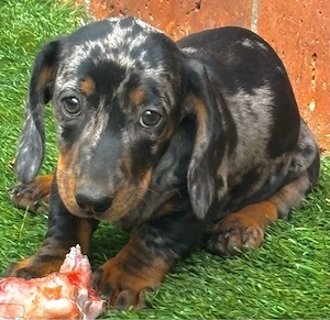 Teckel dachshund  - imagine 5