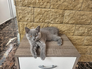 British Shorthair 