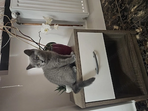 British Shorthair  - imagine 2