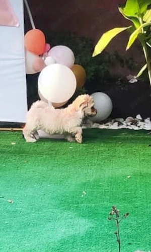 Vand catelus maltipoo