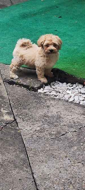 Vand catelus maltipoo - imagine 4