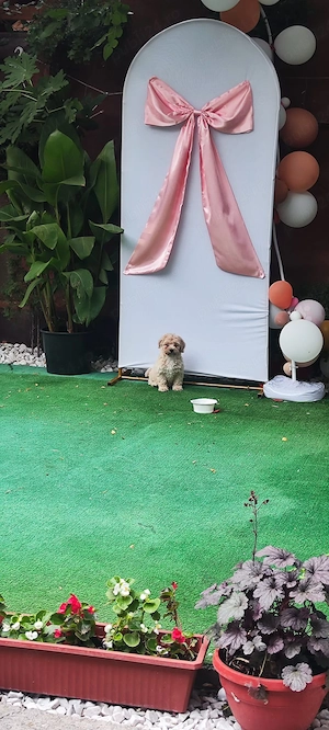 Vand catelus maltipoo