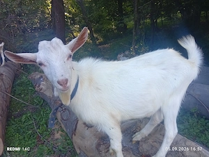 Țap Sannen Ciut  10 luni