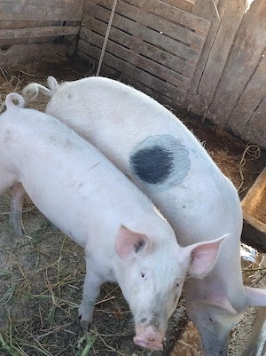 porc de vanzare - imagine 2