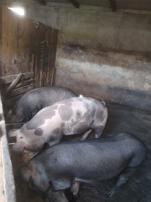 Porci de vânzare  - imagine 2