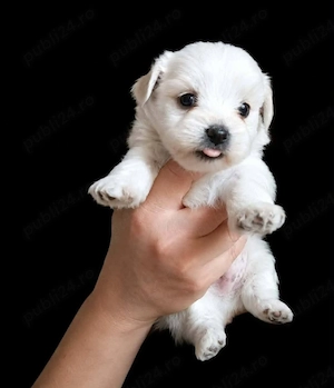 Bichon maltez mini toy 