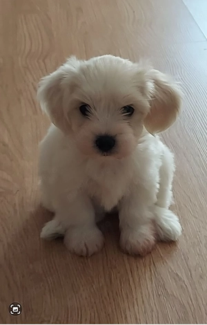 Două fetițe bichon maltez, mini toy - imagine 2
