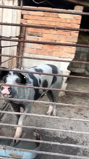 Vier de vânzare 