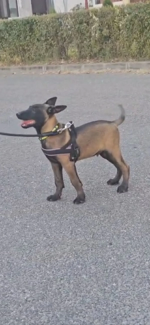 Ciobănesc malinois belgian  cu pedigree  - imagine 2