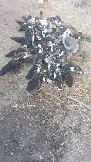 Vând boboci de rata mută 
