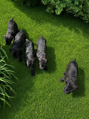 Cane Corso, talie mare, genetică deosebita, vaccin, deparazitare la zi - imagine 2