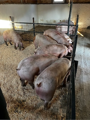 porci de carne  - imagine 3