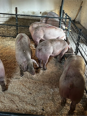 porci de carne  - imagine 2