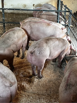 porci de carne 