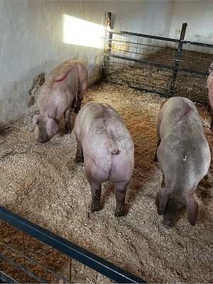 Porci de vanzare 
