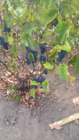 Struguri de vanzare