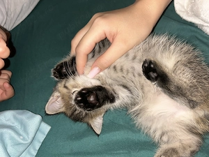 Pui British Shorthair Tabby - imagine 4