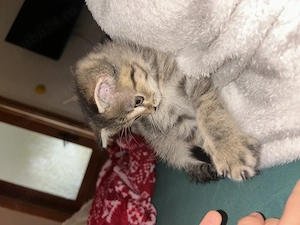 Pui British Shorthair Tabby - imagine 3