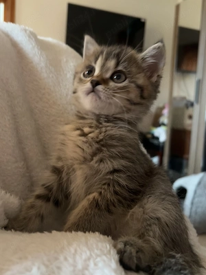 Pui British Shorthair Tabby - imagine 2