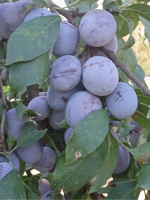 Prune Anaspet vanzare 