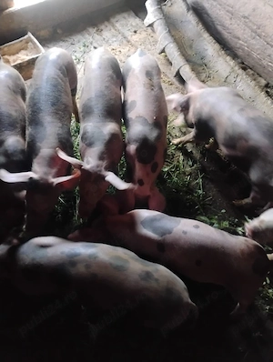  10 purcei de 9 săptămâni - imagine 2