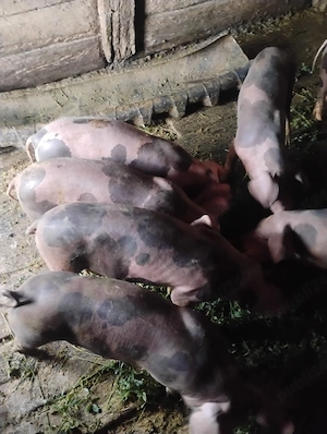  10 purcei de 9 săptămâni - imagine 4