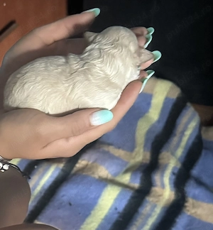 Bichon mini toy 