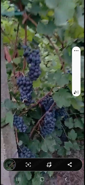 Vând struguri de masa și vin la Zimnicea