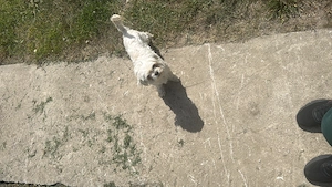Bichon mini toy  - imagine 2