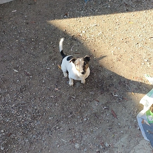 cateluse jack russel - imagine 5
