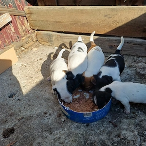 cateluse jack russel - imagine 2